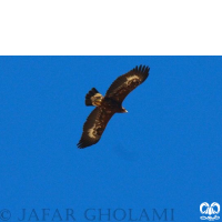 گونه عقاب طلایی Golden Eagle